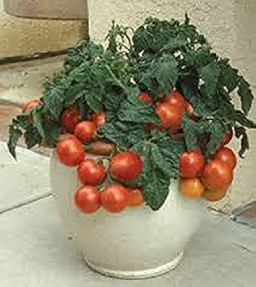 Pot ('n Patio cherry tomato) for planting in garden